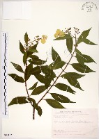 藏品(華八仙)的圖片