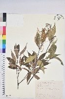 藏品(鋸葉長尾栲、白校欑)的圖片