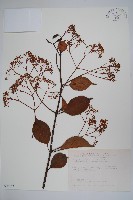 藏品(乳藤)的圖片