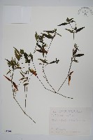 藏品(九頭獅子草)的圖片