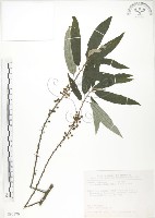 藏品(水麻)的圖片