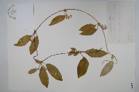 藏品(臺灣牛皮消、臺灣白薇)的圖片