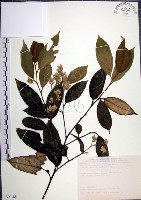 藏品(紅皮、葉下白、赤仔尾)的圖片