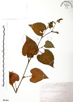 藏品(臭腥草、蕺菜)的圖片