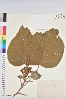 藏品(野桐)的圖片