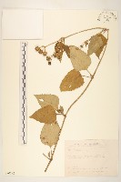 藏品(雙花蟛蜞菊)的圖片