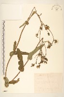 藏品(苦苣菜)的圖片