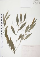 藏品(柚葉藤)的圖片