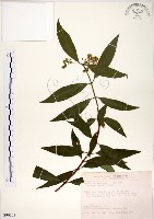 藏品(華八仙)的圖片