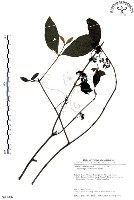 藏品(杜虹花，台灣紫珠)的圖片