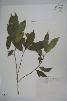 藏品(糊樗)的圖片