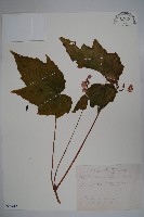 藏品(水鴨腳)的圖片