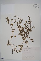 藏品(圓葉山梗菜)的圖片