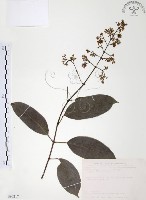 藏品(山香圓)的圖片