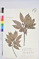 藏品(青剛櫟、鐵椆)的圖片