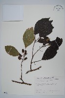 藏品(紅莖獼猴桃)的圖片