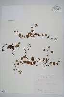 藏品(臺北附地草)的圖片