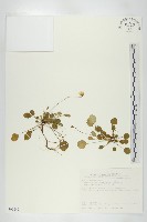 藏品(圓葉裂緣花)的圖片