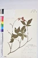 藏品(棲蘭山杜鵑)的圖片