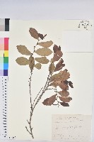 藏品(細葉饅頭果)的圖片