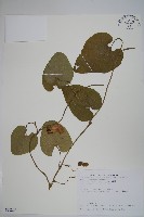 藏品(大葉馬兜鈴)的圖片