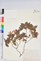 藏品(金毛杜鵑)的圖片