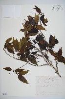 藏品(高山莢迷)的圖片