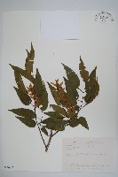 藏品(阿里山千金榆)的圖片