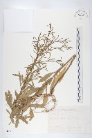 藏品(獨行菜)的圖片