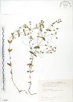 藏品(大籽當藥、巒大當藥)的圖片