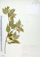 藏品(樟葉槭, 飛蛾子樹)的圖片