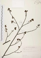 藏品(山胡椒)的圖片