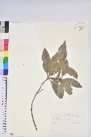 藏品(西施花、青紫木)的圖片