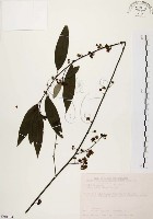 藏品(山胡椒)的圖片