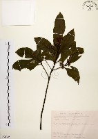 藏品(茜草樹)的圖片