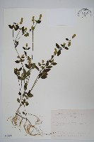 藏品(爵床)的圖片