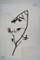 藏品(長花厚殼樹)的圖片