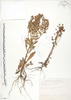 藏品(茅毛珍珠菜)的圖片