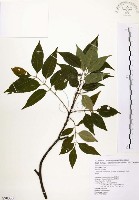 藏品(賊仔樹)的圖片