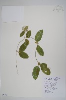 藏品(爬森藤)的圖片