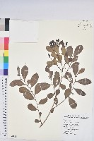 藏品(細葉饅頭果)的圖片