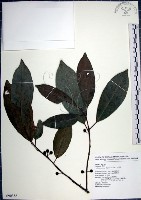 藏品(九重吹、九丁樹、脈葉榕、大葉九重吹)的圖片