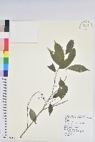 藏品(密花五月茶)的圖片