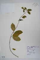 藏品(武靴藤)的圖片