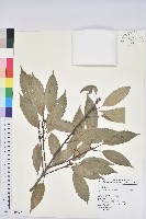 藏品(青剛櫟、鐵椆)的圖片