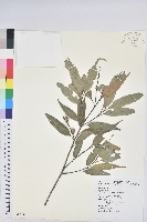 藏品(長尾栲、長尾柯、長尾尖葉櫧)的圖片