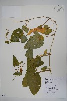 藏品(薄葉牛皮消)的圖片