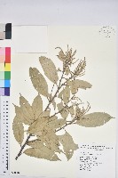 藏品(子彈石櫟、柯)的圖片