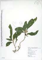 藏品(同蕊草、異色線柱苣苔)的圖片