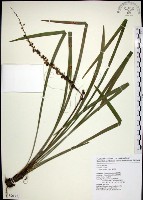 藏品(麥門冬)的圖片